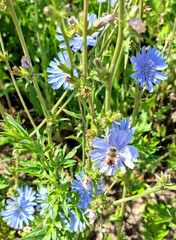 Summer forbs. Blooming chicory in the field. Selective focus