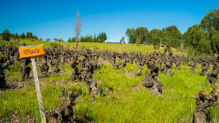 Parras Milenarias 4 - Valle del Itata, Ñuble, Chile