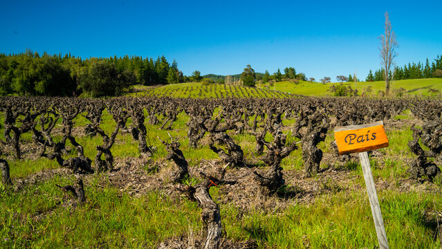 Parras Milenarias 6 - Valle del Itata, &Ntilde;uble, Chile