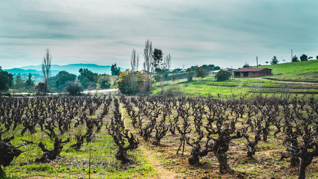 Parras Milenarias 2 - Valle del Itata, &Ntilde;uble, Chile