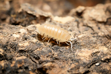 Armadillidium spec. “Albino” ball isopoda woodlouse. Armadillidium Albino assel exotic animal in the natural background, tropical terrarium macro photography