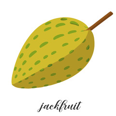 Illustration of jackfruit isolated on white background. Summer tropical fruit.