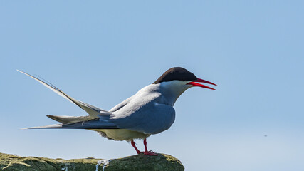 Arctic Tern (Sterna paradisaea)