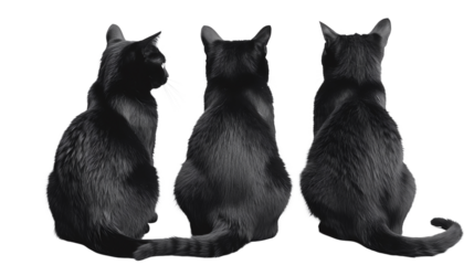 Three black cats sitting side by side, facing away from the camera. Perfect for themes of mystery, companionship, and feline behavior.