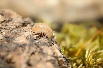 Armadillidium spec. “Albino” ball isopoda woodlouse. Armadillidium Albino assel exotic animal in the natural background, tropical terrarium macro photography