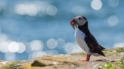 Puffin with fish