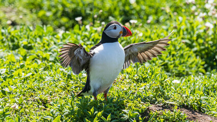 Puffin (Fratercula arctica)