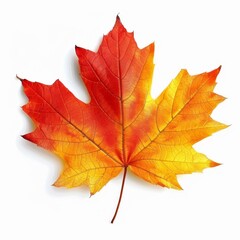 Fototapeta premium Vibrant Maple Leaf Clipart - Autumn Foliage 3D Illustration in Red and Yellow on White Background