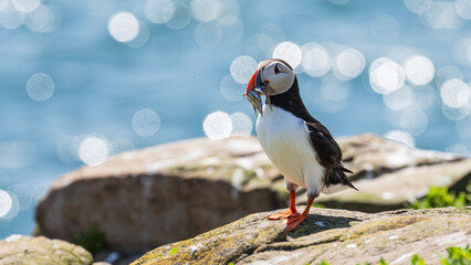 Puffin with fish