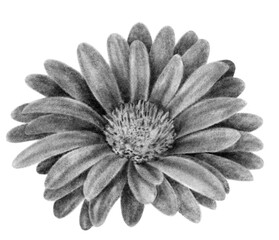 Flower chalk illustration isolated on white background