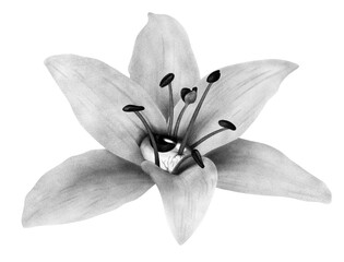 Flower with eye core surreal psychedelic chalk tattoo illustration