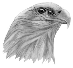 chalk illustration isolated on white background