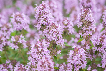Lemon thyme in bloom (Thymus pulegioides). Detail shot.