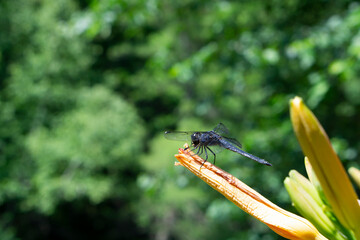 Big majestic dragongly sitting on the lily flower. Great Blue Skimmer Dragonfly in Quebec summer garden. Close up shot of the insect with selective focus. Anax imperator or emperor dragonfly.