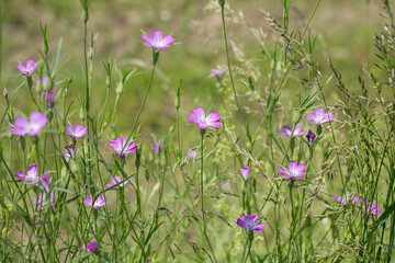 Corn-cockles (Agrostemma githago) blooming in a meadow.