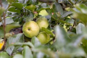 Quinces on the tree ready to be harvested.