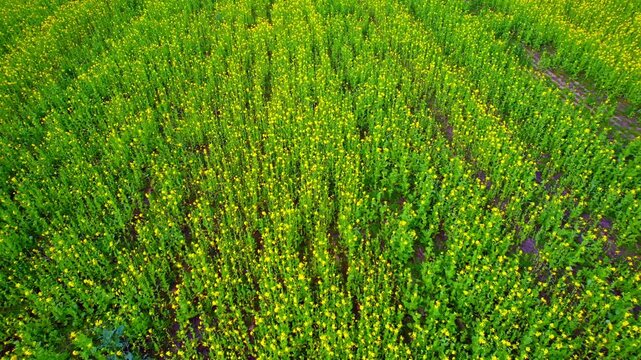 Rapeseed fields - Northern Germany - backwards flying aerial photograph