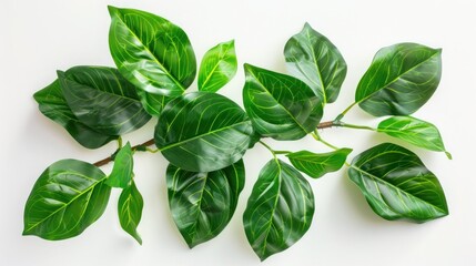 Fototapeta premium Green leaves of tropical plants bush floral arrangement indoors garden nature backdrop isolated on white background