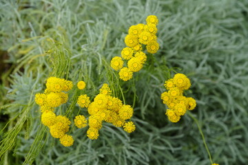 Santolina (Santolina chamaecyparissus L.), is a genus of plants in the chamomile tribe within the sunflower family, primarily from the western Mediterranean region.  Hanover, Germany. © guentermanaus