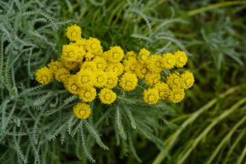 Santolina (Santolina chamaecyparissus L.), is a genus of plants in the chamomile tribe within the sunflower family, primarily from the western Mediterranean region.  Hanover, Germany. © guentermanaus
