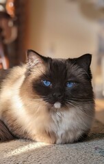 Ragdoll cat
