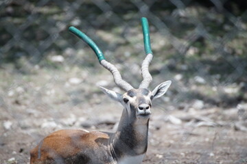 antilope