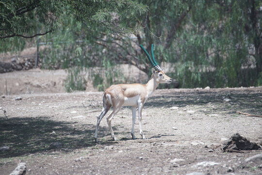 antilope