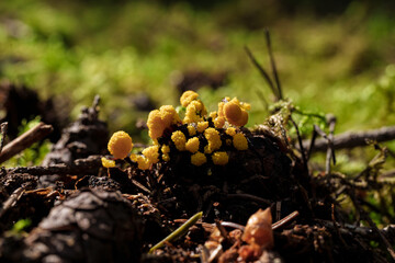 A yellow slime mold in the forest highlights the diversity and intricate aspects of nature