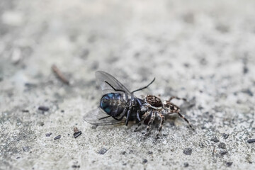 Macro photo of Jumping spider preys on a large fly. Concept for food chain and circle of life.
