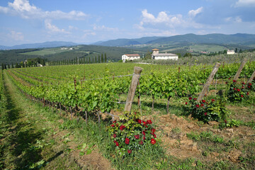Red roses and young green rows of vineyards in Chianti region near San Casciano Val di Pesa,...