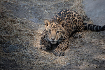 jaguar
