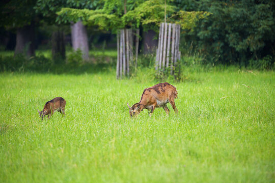 A young Danila grazing in a meadow with her cub.