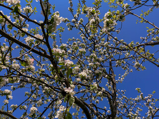 an apple tree bloomed on the city street