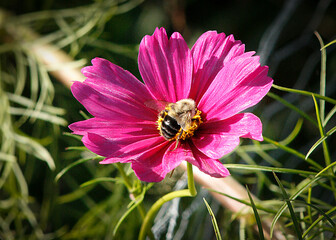 Big Bumble Pollinating the Cosmos