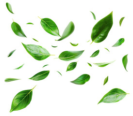 Flying fresh green leaves, cut out
