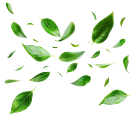 Flying fresh green leaves, cut out