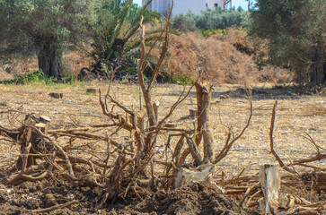 Gazeveren Cyprus 03.07.2024 - excavator uproots the roots of orange trees