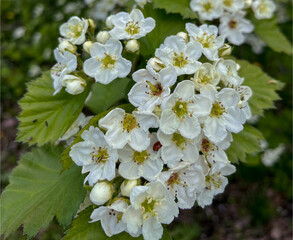 on an ornamental shrub on the street of the city, abundant white flowers bloom