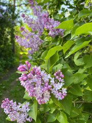 pink lilac blooms in the city in spring