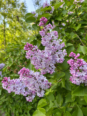 pink lilac blooms in the city in spring