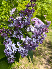Obraz premium pink lilac blooms in the city in spring