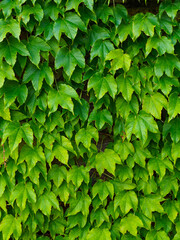 large leaves of Maiden ivy grape (Latin Parthenocissus tricuspidata) on the wall close-up - background