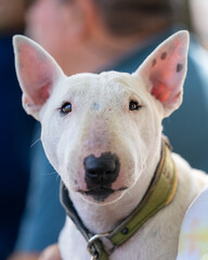 White mini bull terrier looking directly into the camera