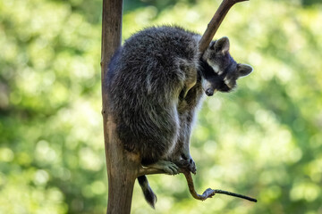 A common raccoon sits between a tree trunk and a branch and looks toward the camera lens with a green background on a sunny summer day © Mariia