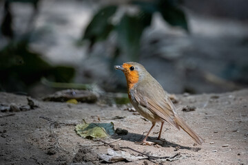 An adult robin stands on the ground and holds a white larva in its beak on a sunny summer day in the forest.
