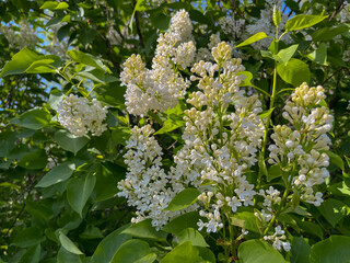 white lilac blooms in the city in spring