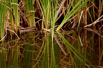 reeds in the water reflection background