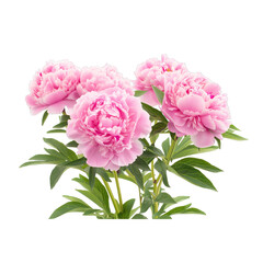 Pink peonies isolated on a transparent background.