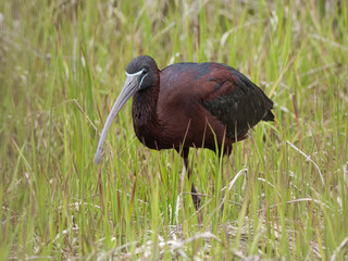 Close up of an adult Glossy Ibis in alternate summer plumage