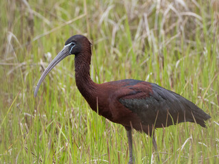 Close up of an adult Glossy Ibis in alternate summer plumage
